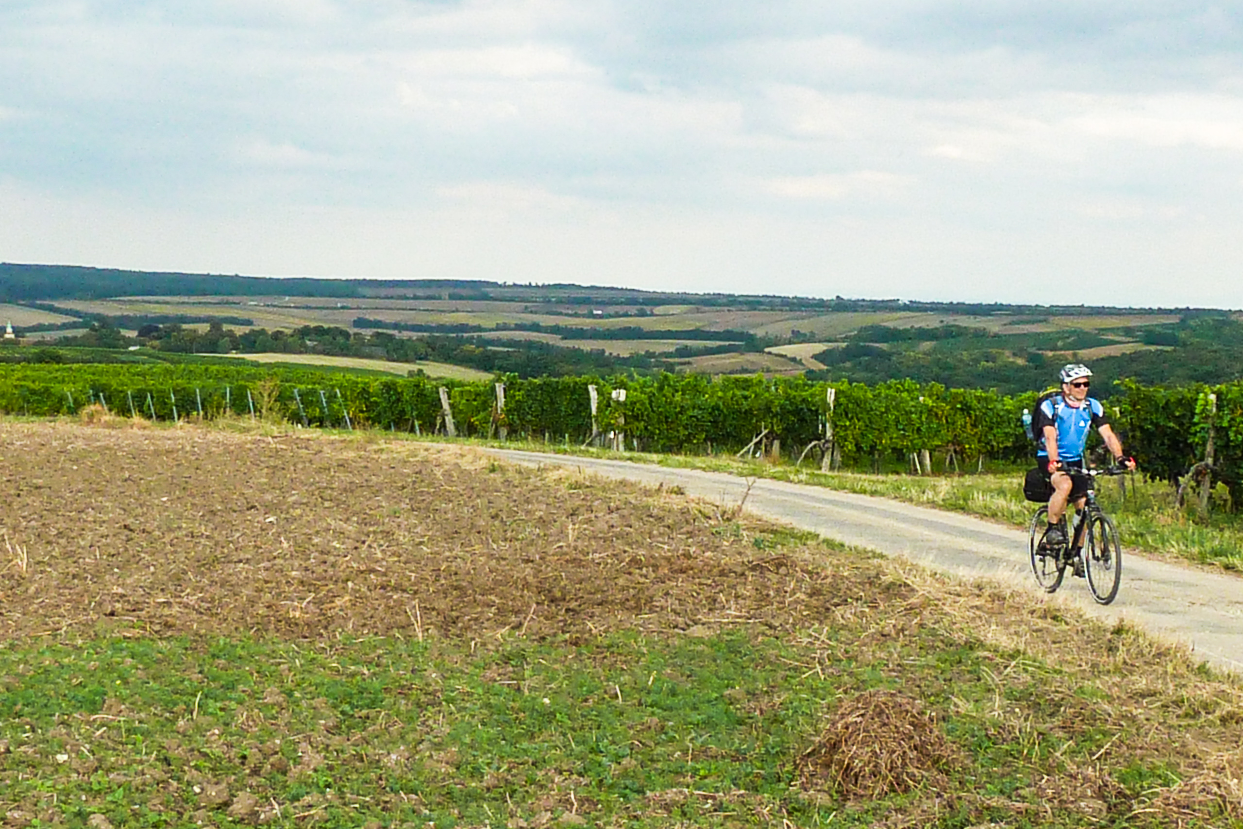 Durch die Weingärten des Weinviertels